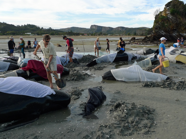 Cientos de ballenas murieron en una playa de Nueva Zelanda