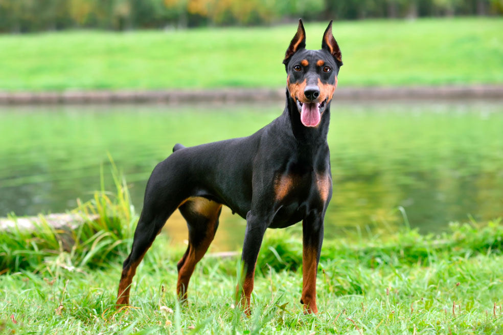 Las cinco razas de perro que debes evitar al elegir a tu primera mascota