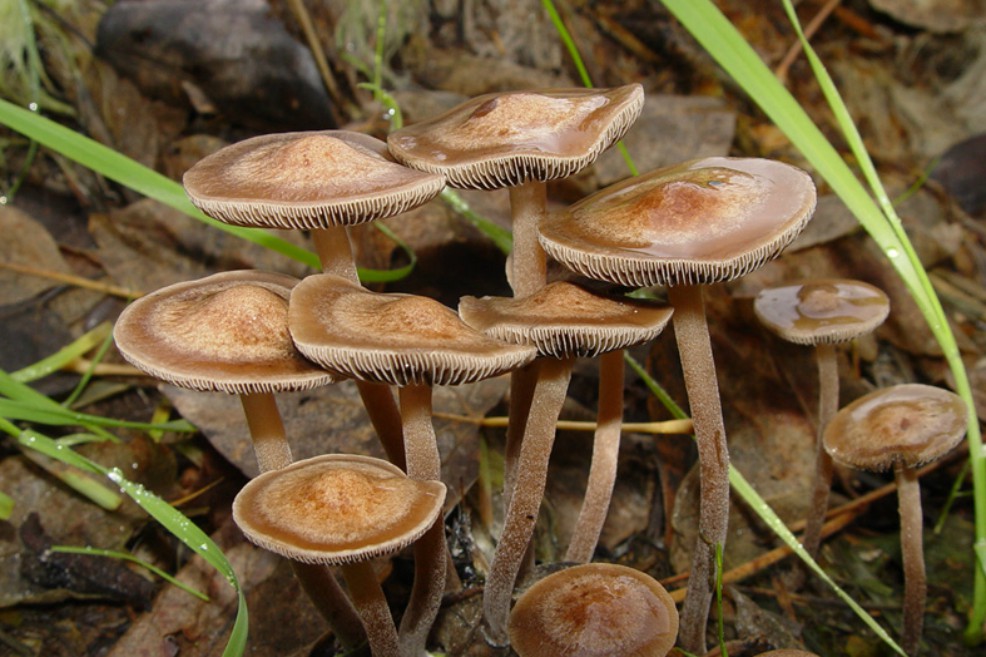 “Hongos mágicos”, una posible alternativa para “resetear” los cerebros de deprimidos