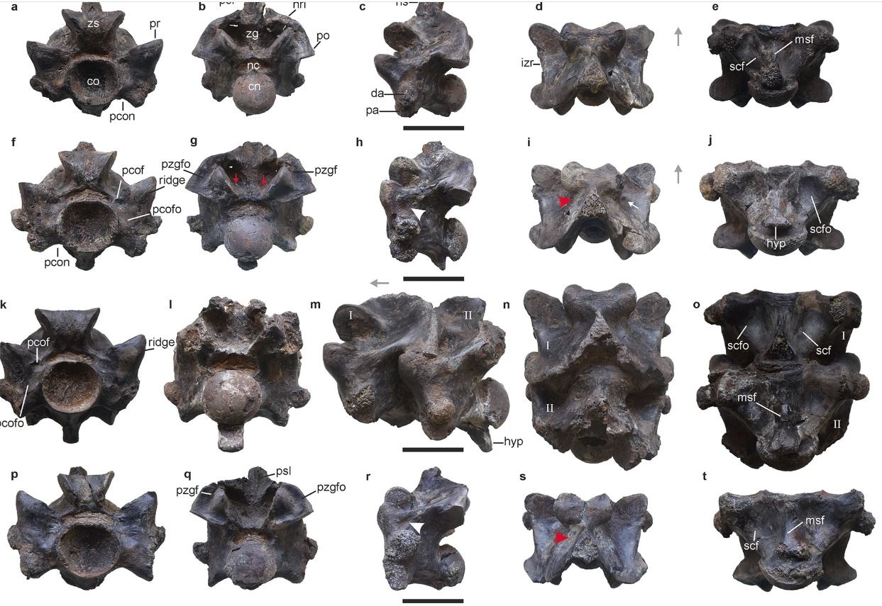 Descubren serpiente prehistórica que estaría entre las más largas del mundo