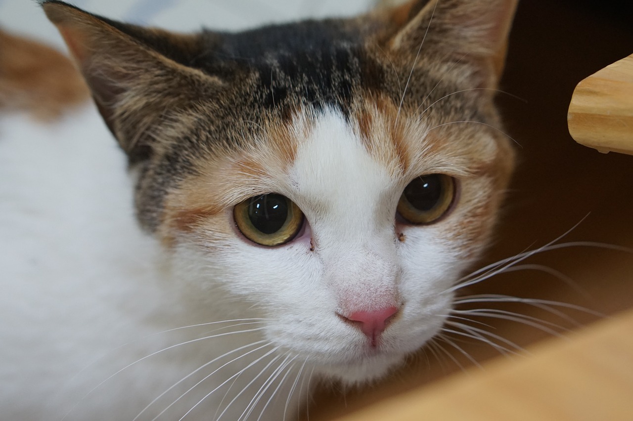 Cosas que asustan a los gatos y que quizá usted no sabía