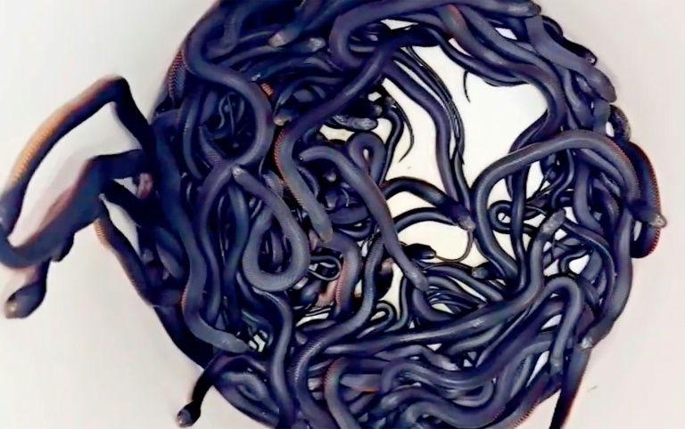 Impactante hallazgo: 102 serpientes venenosas en el patio de una casa en Australia