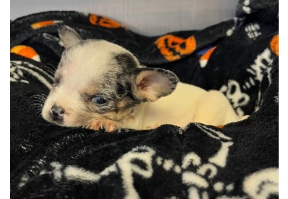 Cachorro casi pierde el ojo tras ataque de su madre: la historia de Jiminy