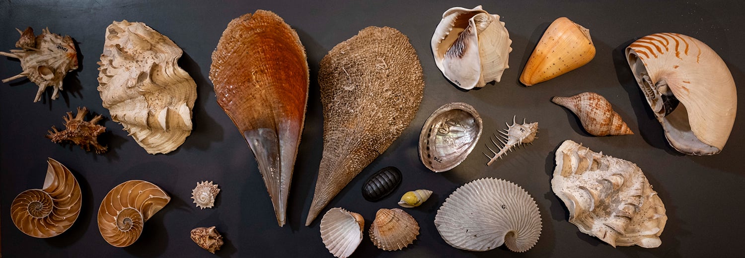 Así apareció una importante colección de conchas del siglo XVIII que se creía perdida