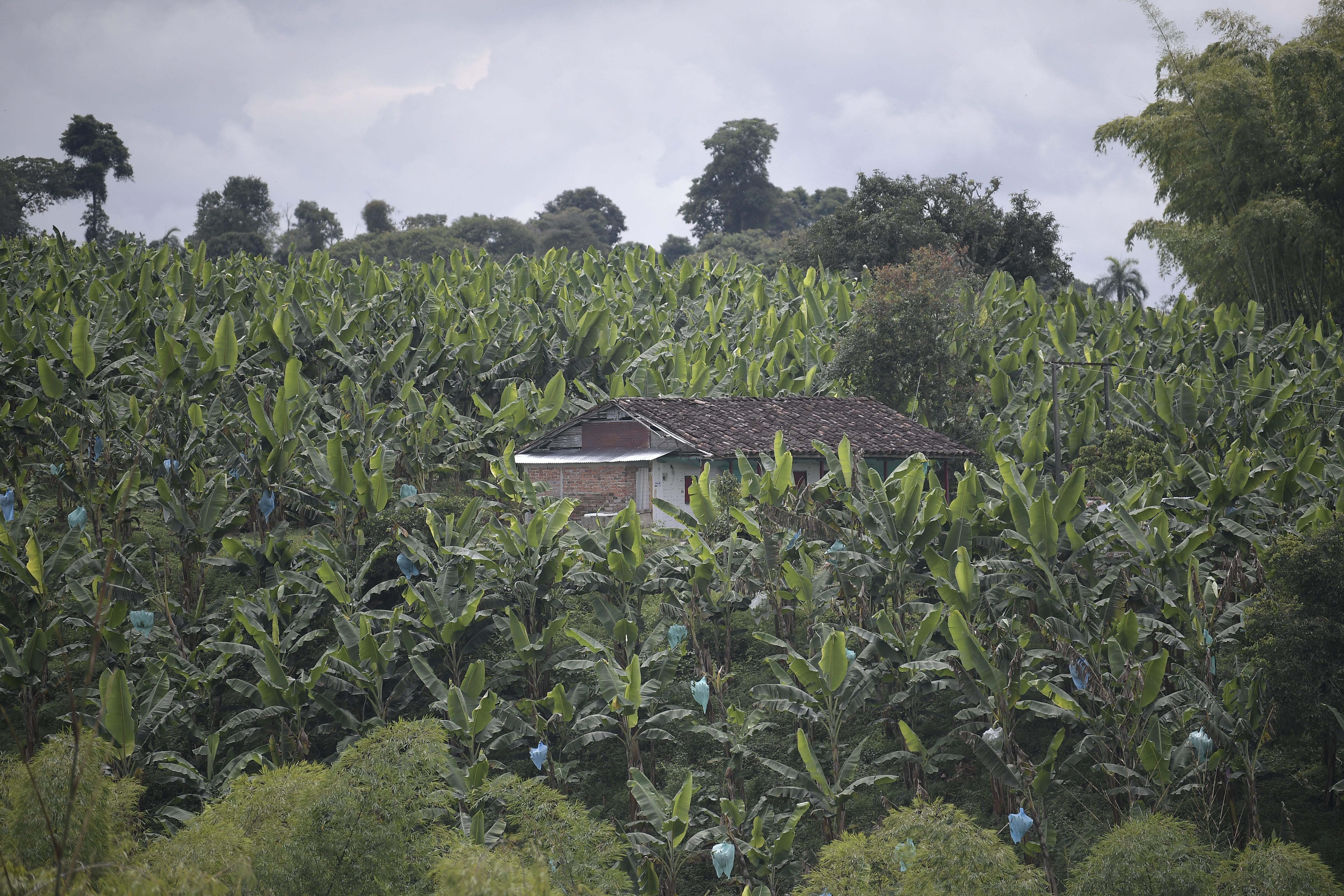 Créditos agropecuarios: Minagricultura habilitó nuevos recursos para productores