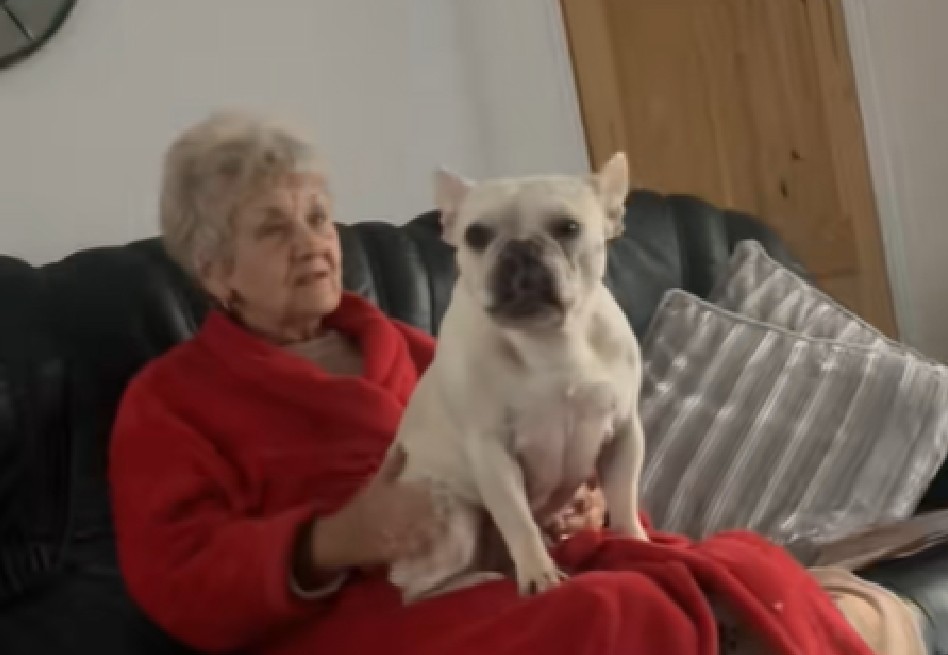 Amor que sana: abuela encuentra consuelo al adoptar una bulldog