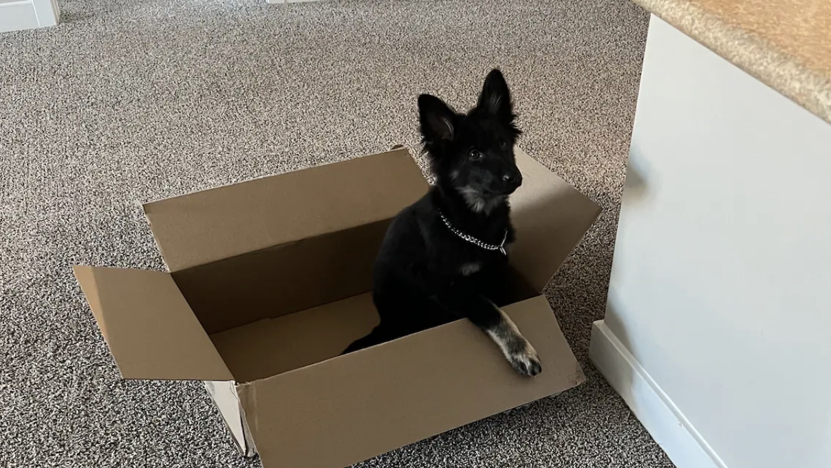 Movieron su matrimonio para adoptar a la cachorra de sus sueños