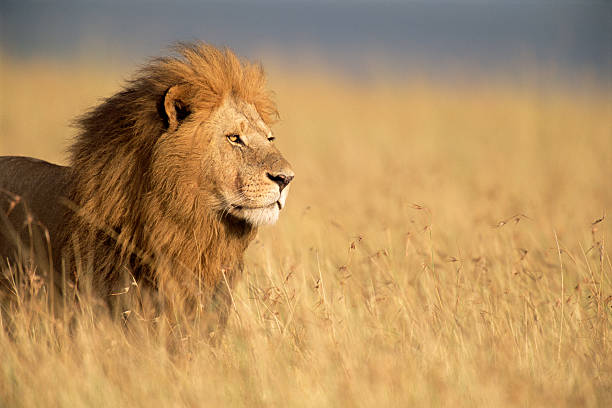 Los leones son mucho más eficaces a la hora de matar a sus presas en matorrales densos y leñosos. /Getty