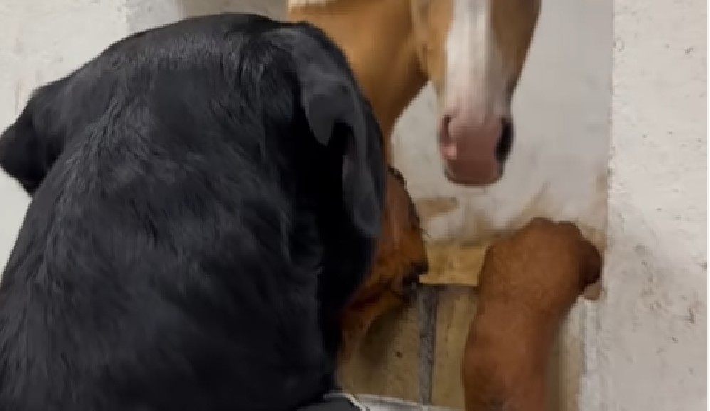 La amistad más dulce: perrita conoce al bebé de su amiga yegua y enternece a todos