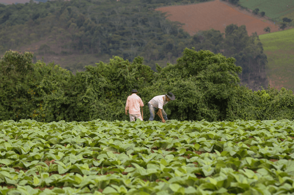 El programa que le apuesta a la no contratación de menores en el agro colombiano