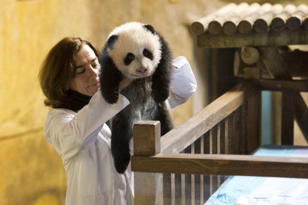 Bautizan al enternecedor bebé panda del zoológico de Madrid