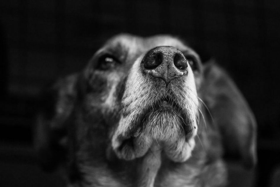 Buscan a hombre implicado en caso de maltrato animal en Engativá