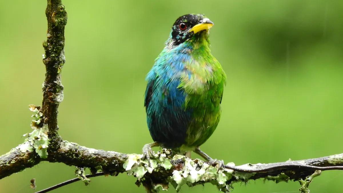 Los colores de un pájaro, mitad hembra, mitad macho, fotografiado en Colombia
