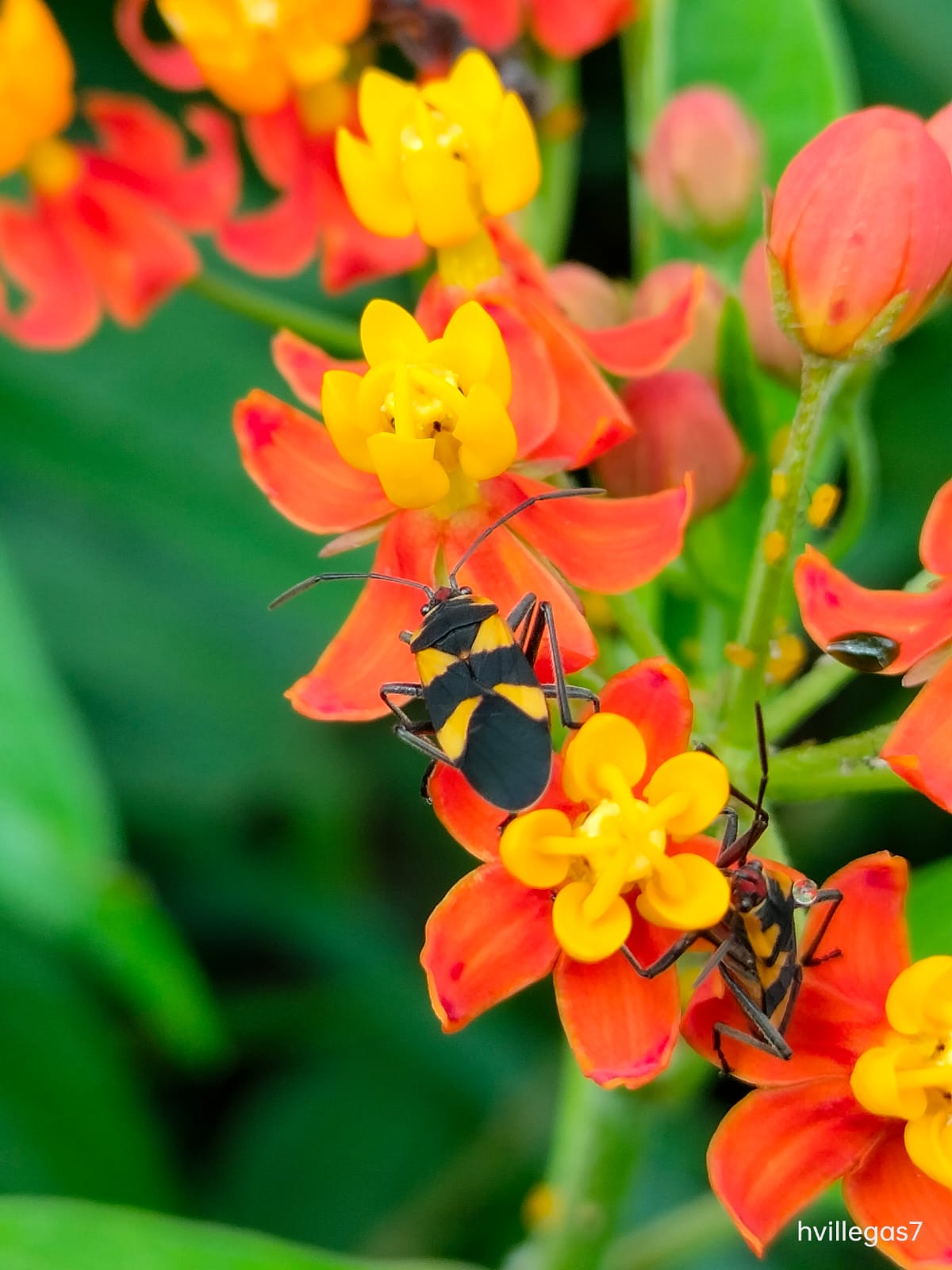 Insectos voladores habrían disminuido en un 64 % desde 2004