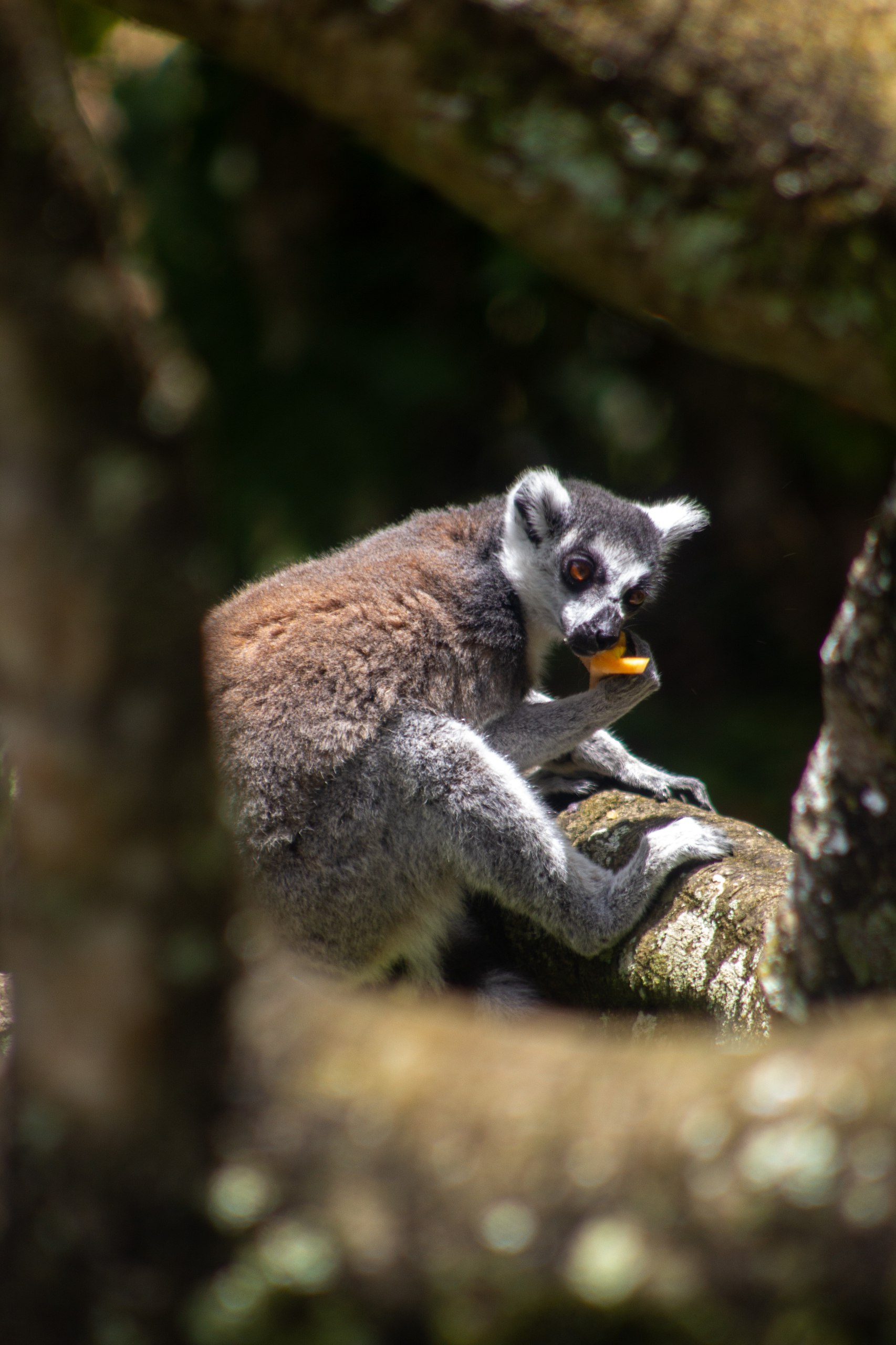 Los lemures llegan a su nuevo hábitat en el Bioparque Ukumarí