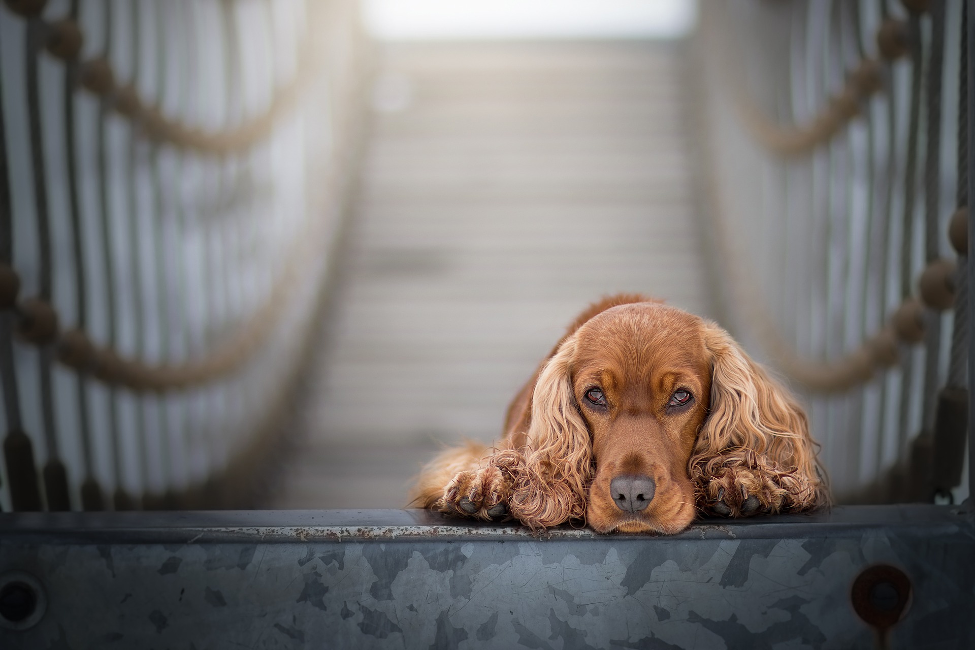 ¿Cómo se resuelve quién se queda con la mascota en el divorcio?