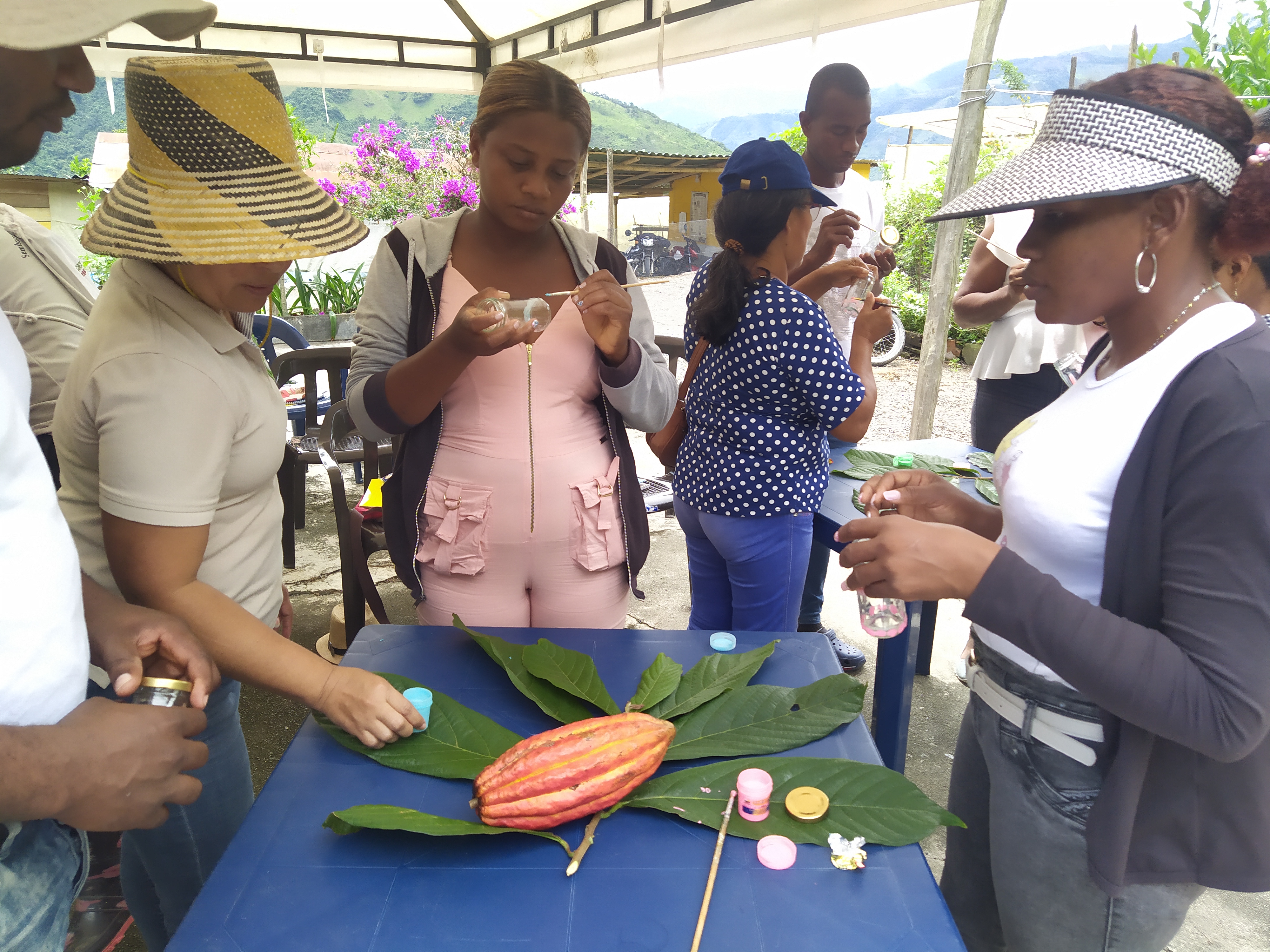 Así avanzan los co-diseños participativos de cacao en el programa rutas PDET