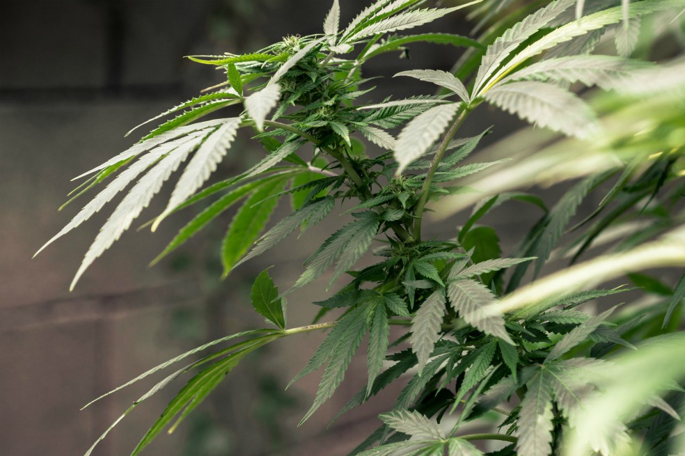 El 66% de los colombianos probó una droga ilegal en el último año