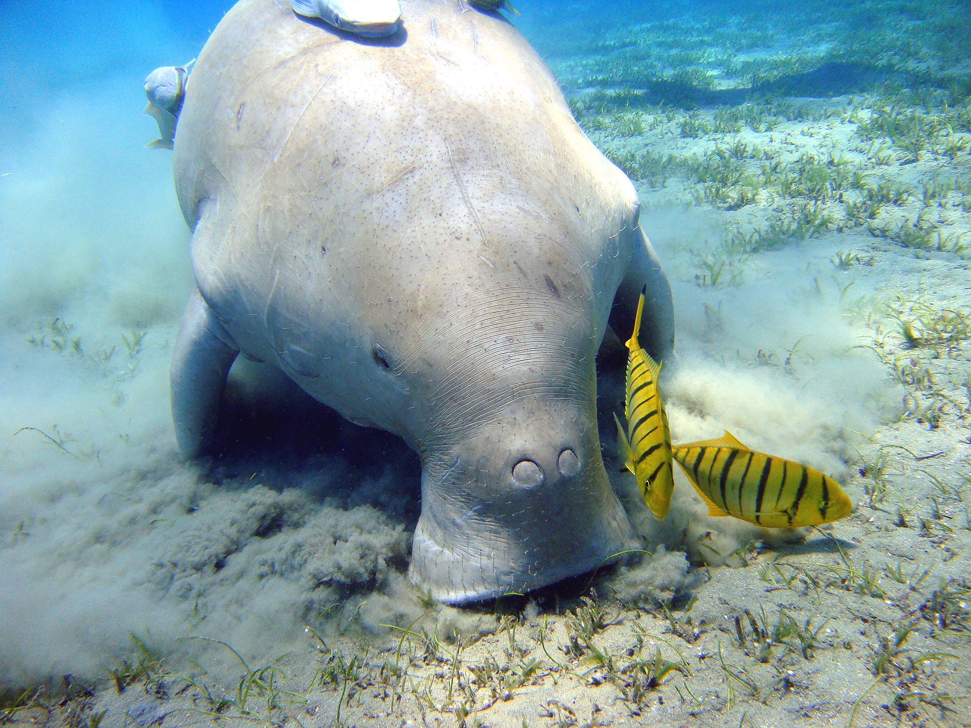 Dugongo: mamífero marino que inspiró mitos sobre sirenas se extinguió en China