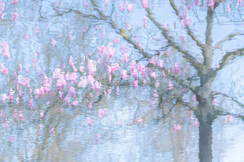 Categoría Plantas: Reflexión
Ria Bloemendaal tomó la foto de un magnolio reflejado en el agua en el jardín botánico de Trompenburg, en Róterdam.