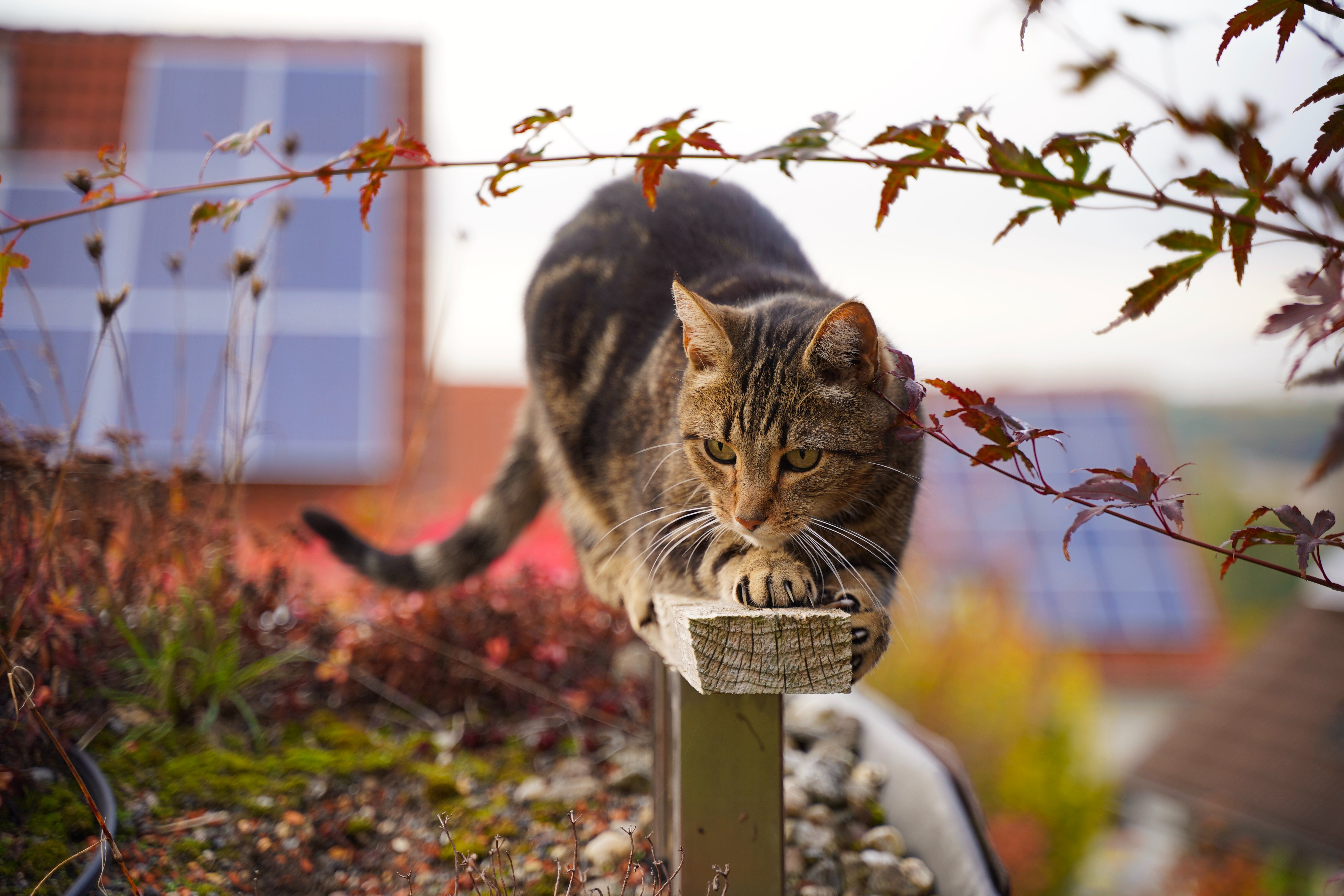 gato cazando