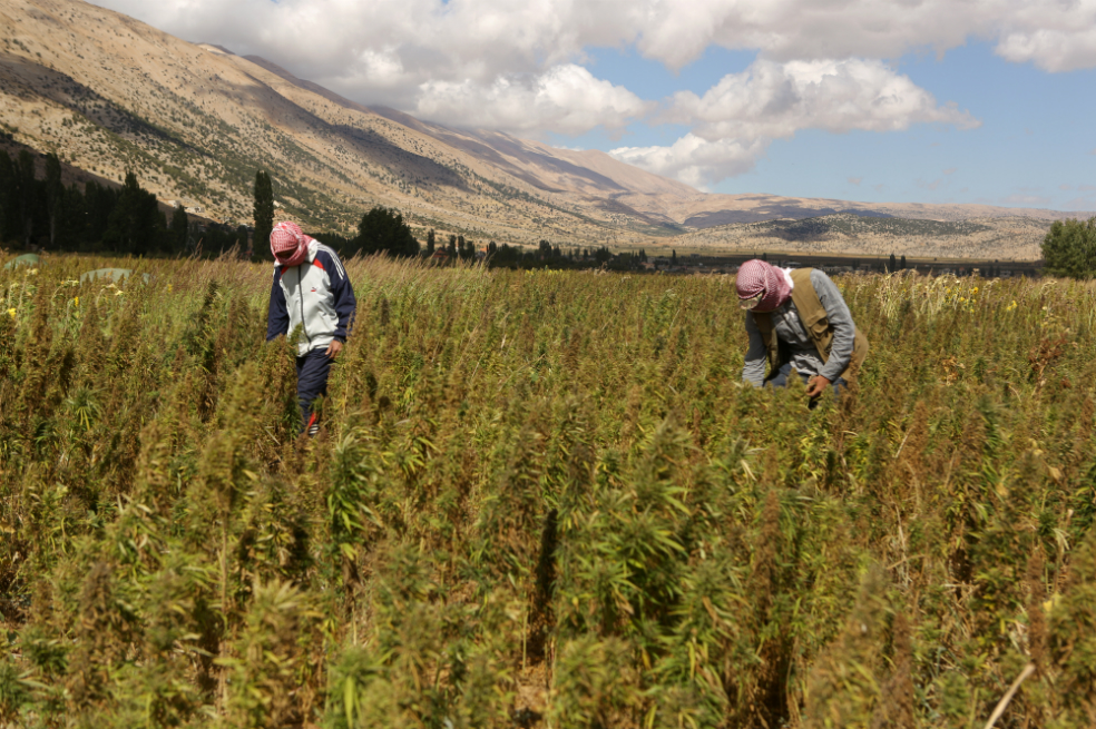 Cannabis medicinal, una industria que también busca aliviar a un Puerto Rico en bancarrota
