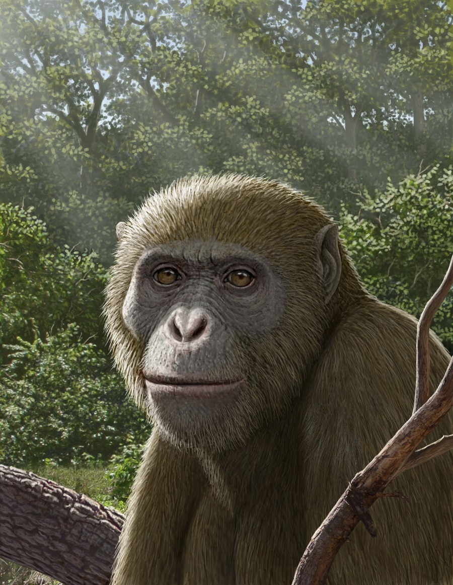 ¿Y si el origen de los grandes simios no está donde siempre creímos?