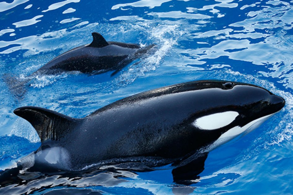 SeaWorld acaba con espectáculos de orcas