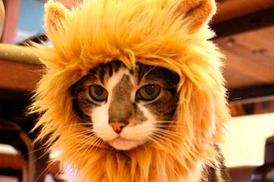 Once divertidos disfraces para animales