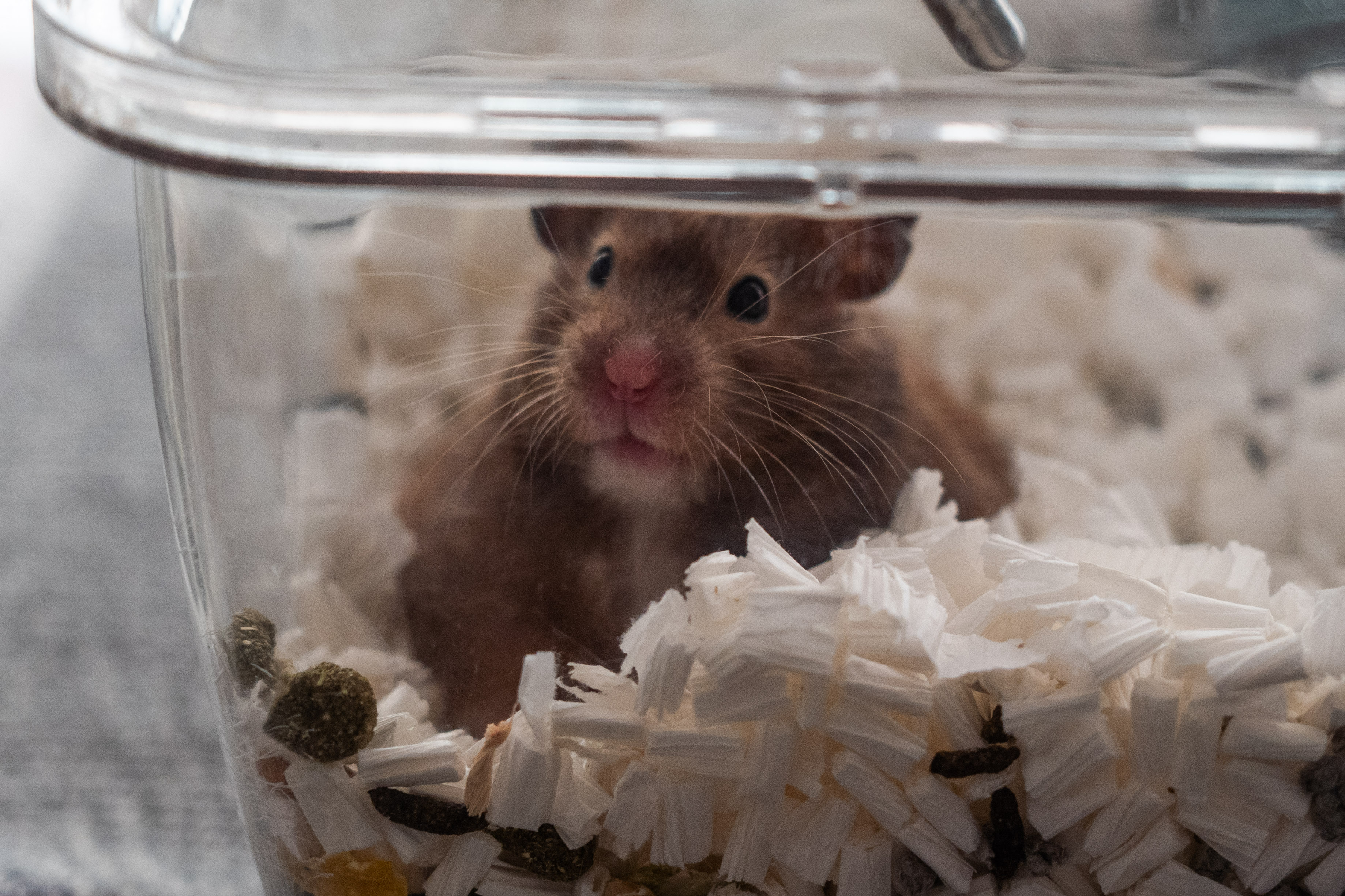 Indignación por sacrificio de animales como medida de control de covid-19