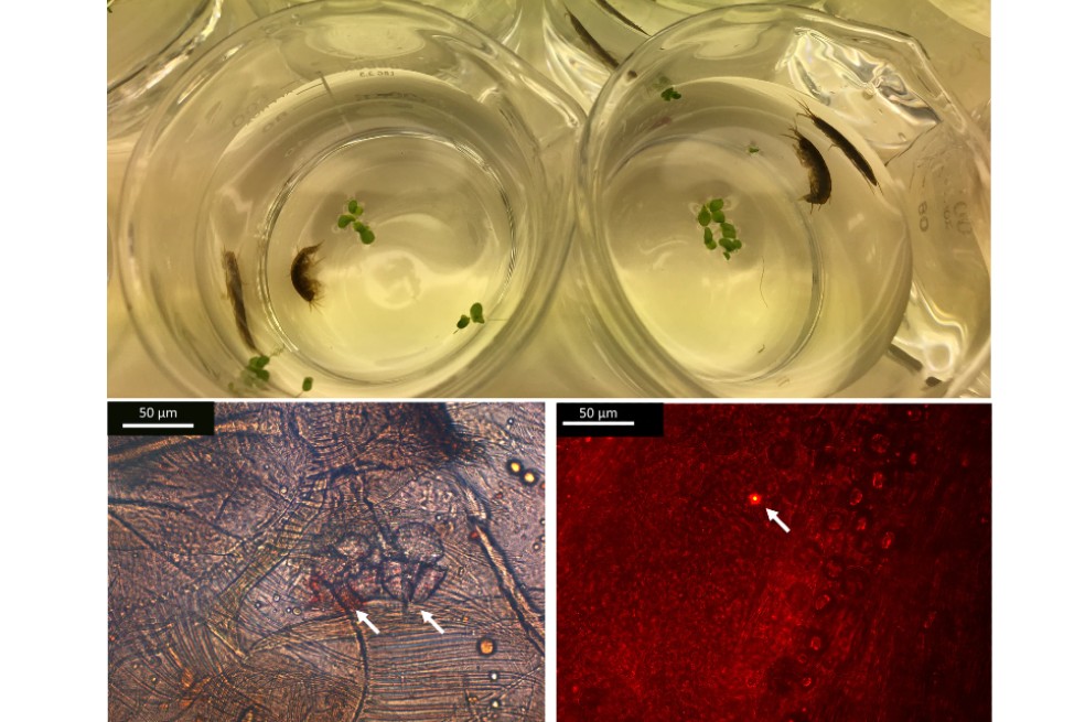 Estos son los fragmentos de nanoplásticos que procesan en menos de cuatro días la especie de Gammarus duebeni.