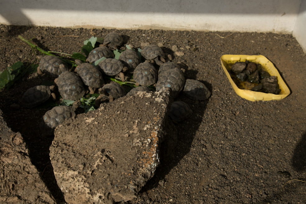 Nace la tercera camada de ‘Chelonoidis donfaustoi’, una especie de tortuga gigante descubierta en Galápagos