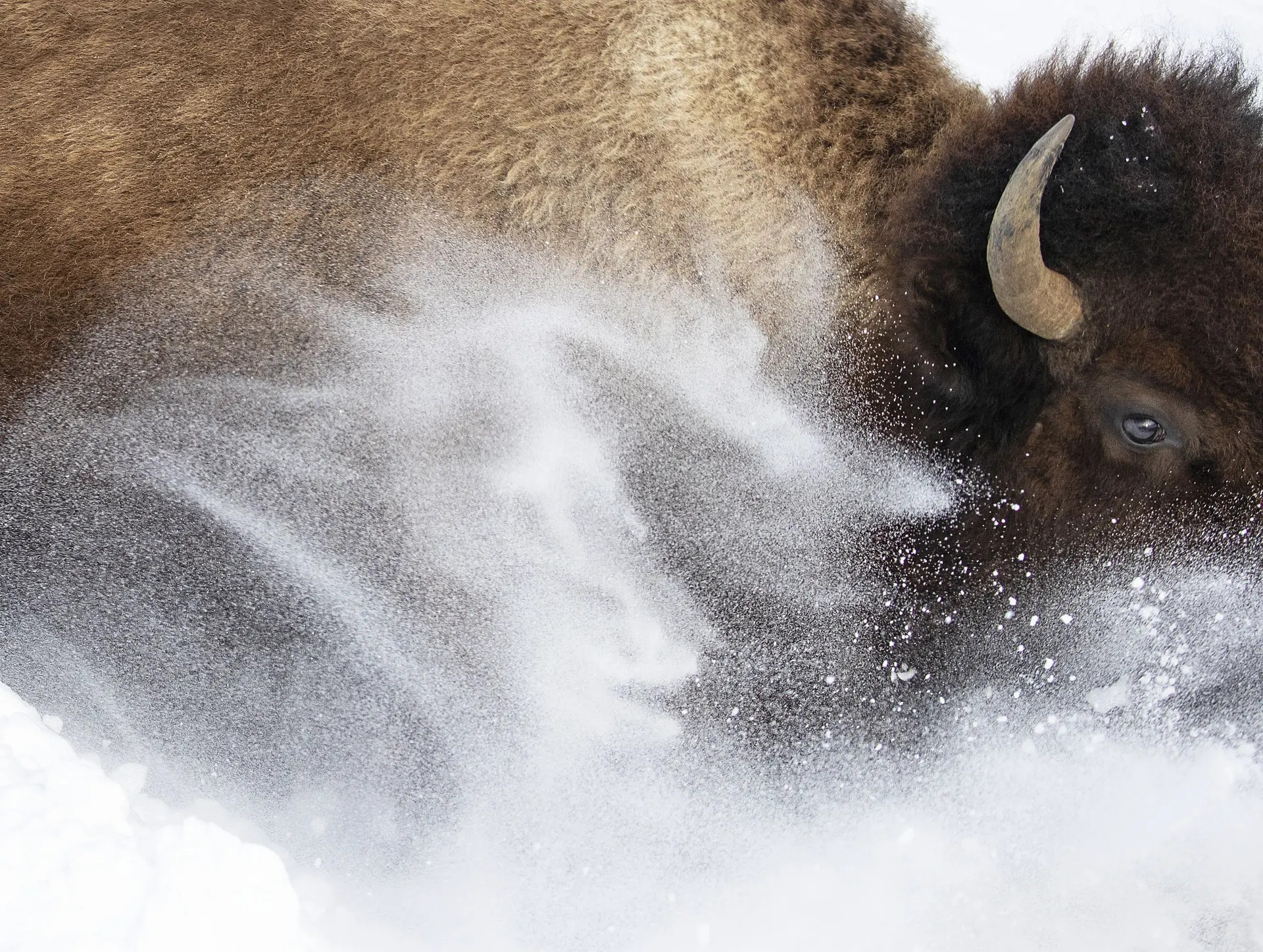 Bisonte de las nieves. El fotógrafo captura un bisonte de las llanuras levantando ráfagas de nieve. Está ubicado en el Parque Nacional de Yellowstone, Wyoming, EE. UU.
