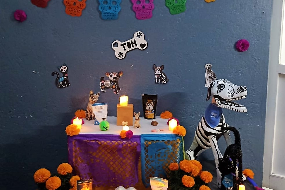 (Video) Así celebran el 27 de octubre, el día de muertos de mascotas en México