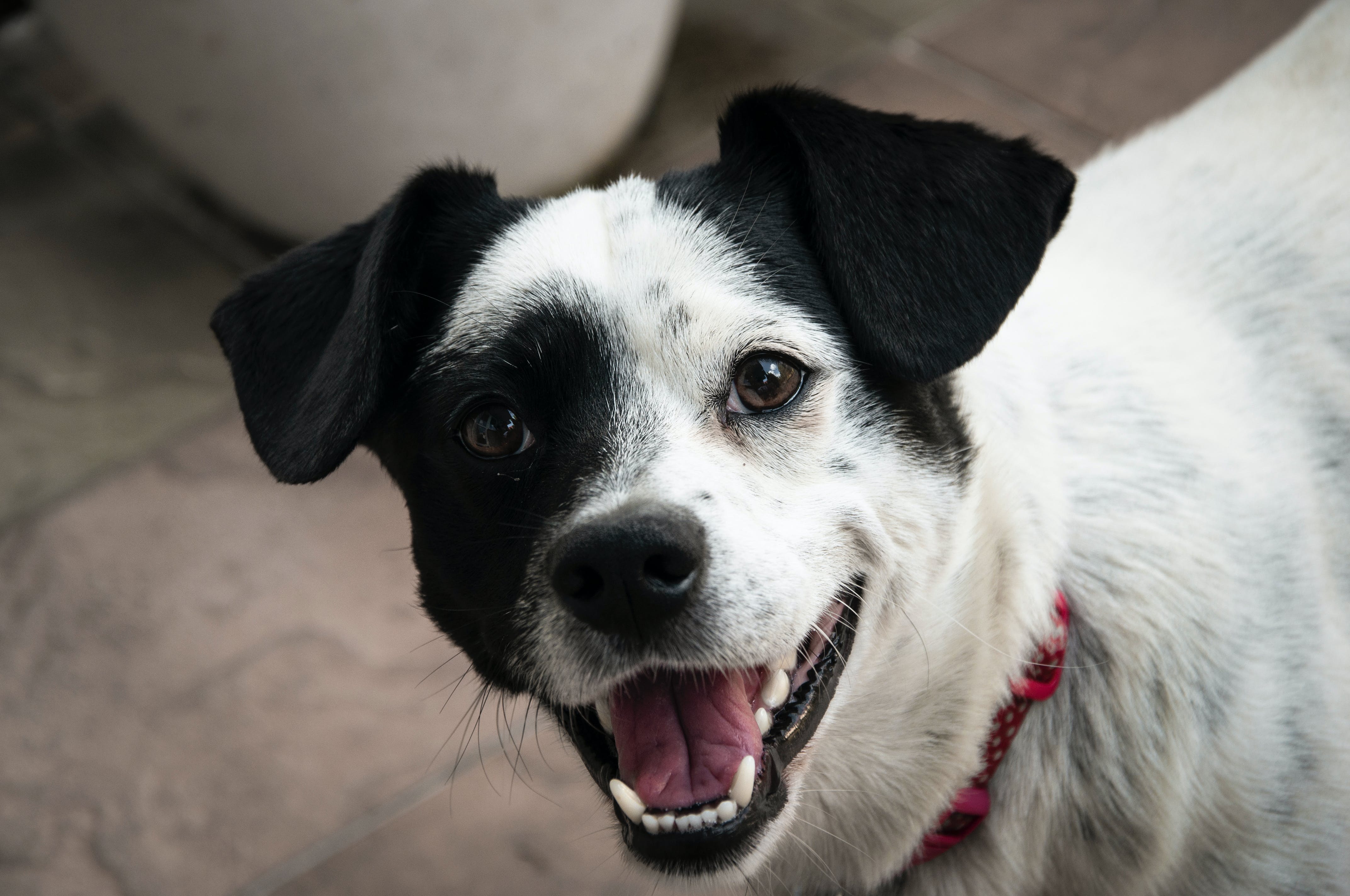 Ciudad en Italia bajará los impuestos de quienes adopten perros: ¿cómo funciona?