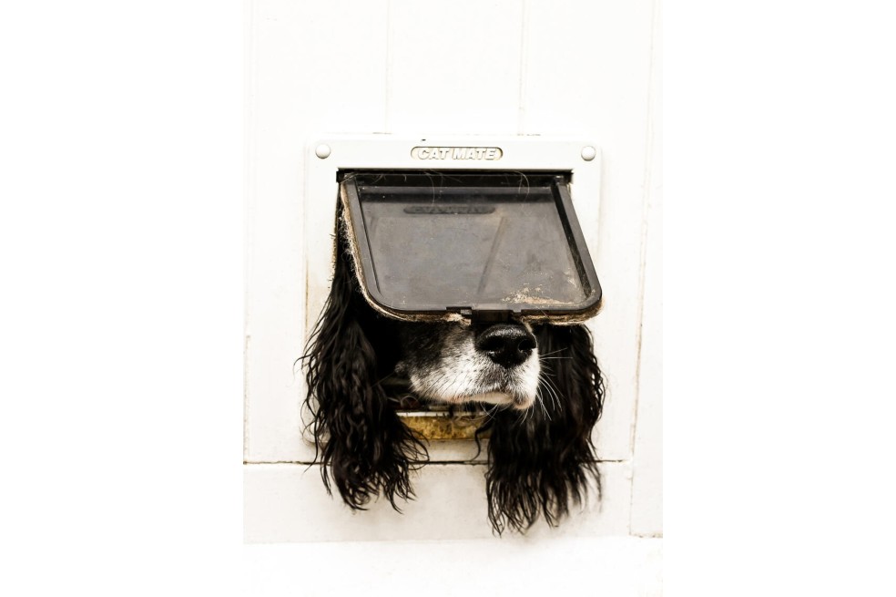 “No solo para gatos”, fotografía tomada por Sarah Haskell. Héctor, el perro de la foto, quiso utilizar la misma puerta que los gatos, pero no salió como lo esperaba.