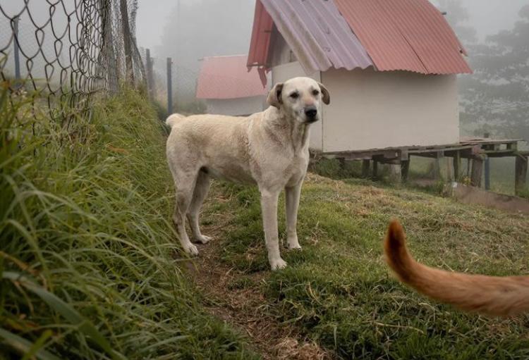 Denuncian agresión e intimidaciones contra fundación de animales en Cundinamarca