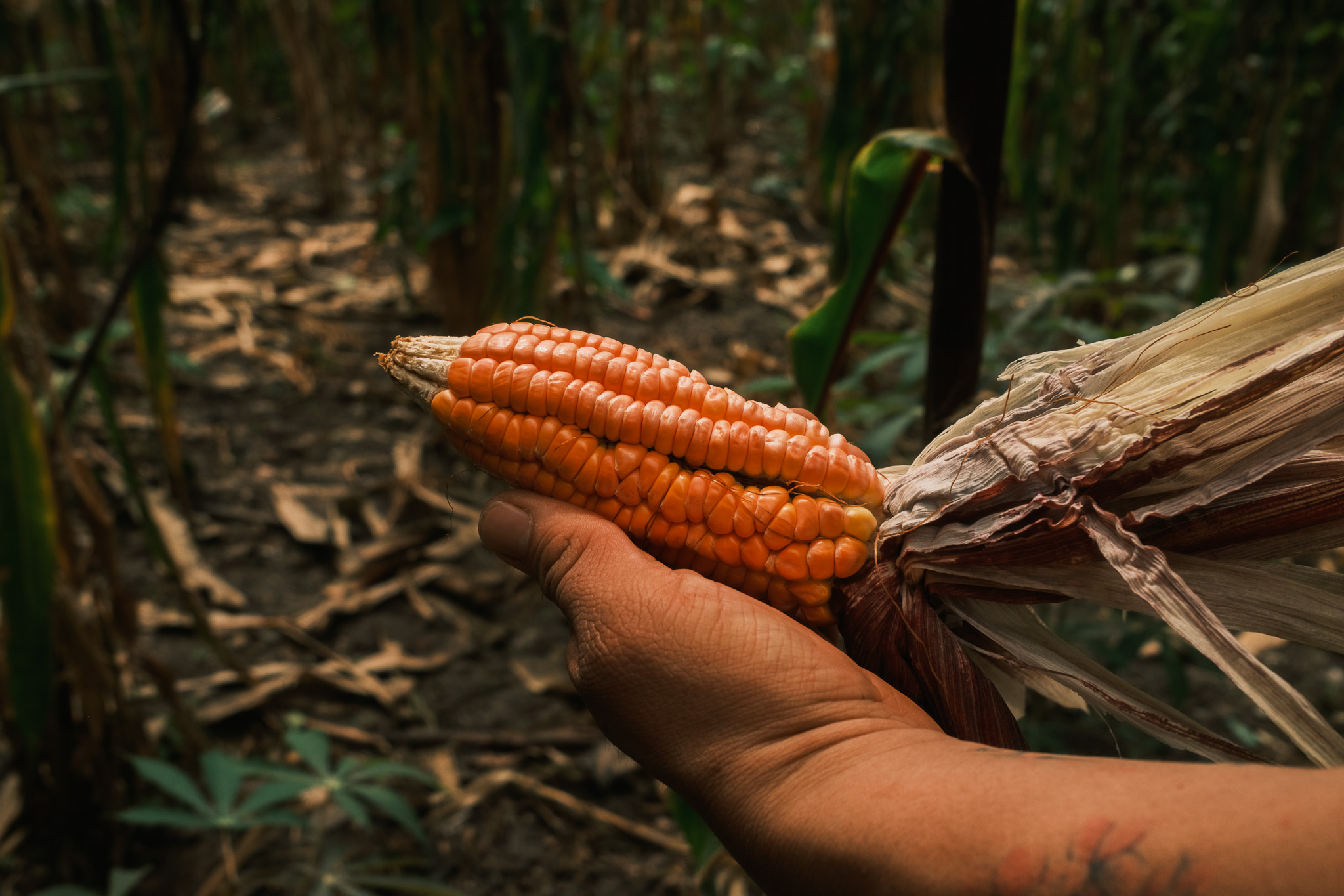 El chef mexicano que promueve el uso del maíz colombiano desde su cocina