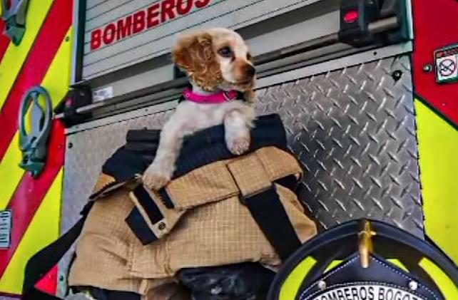 Mara, la perrita rescatada de un incendio que ahora es parte de los Bomberos de Bogotá