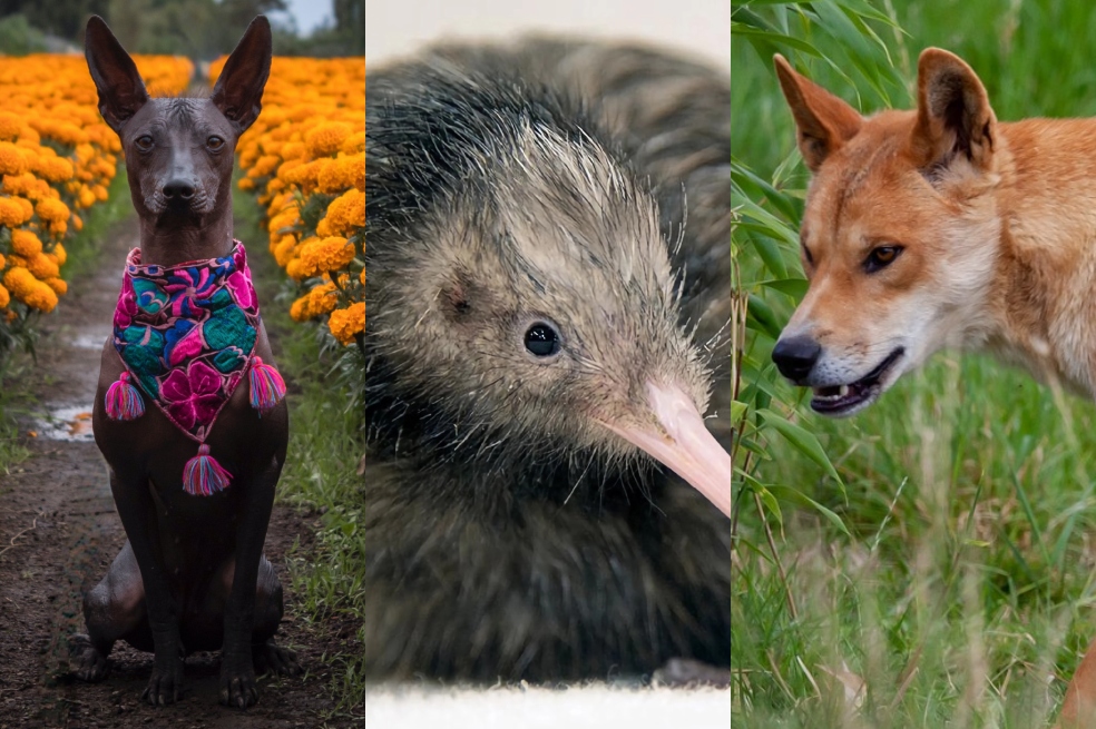 Test: ¿a qué país pertenece el animal?