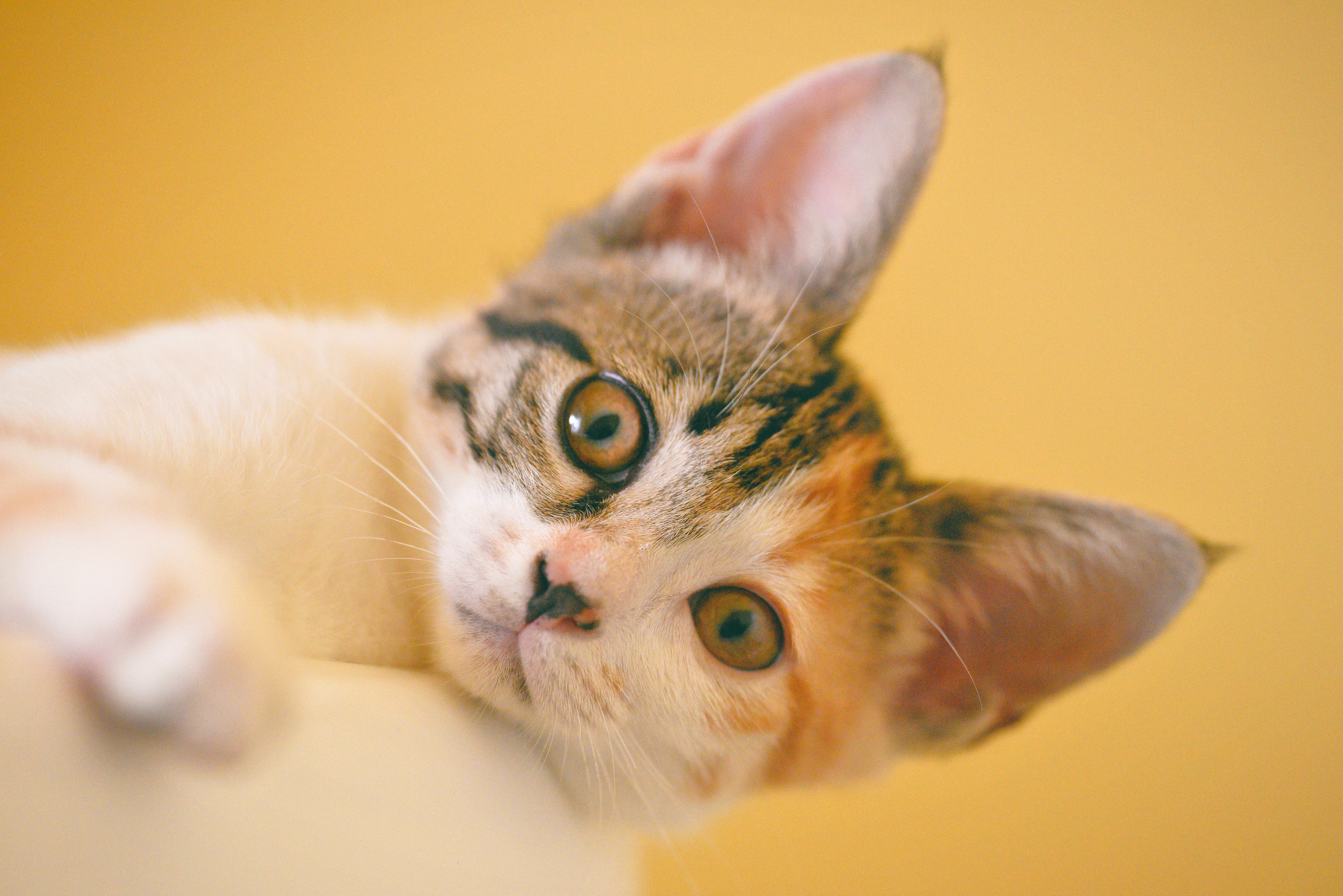 ¿Qué cosas pueden percibir los gatos?