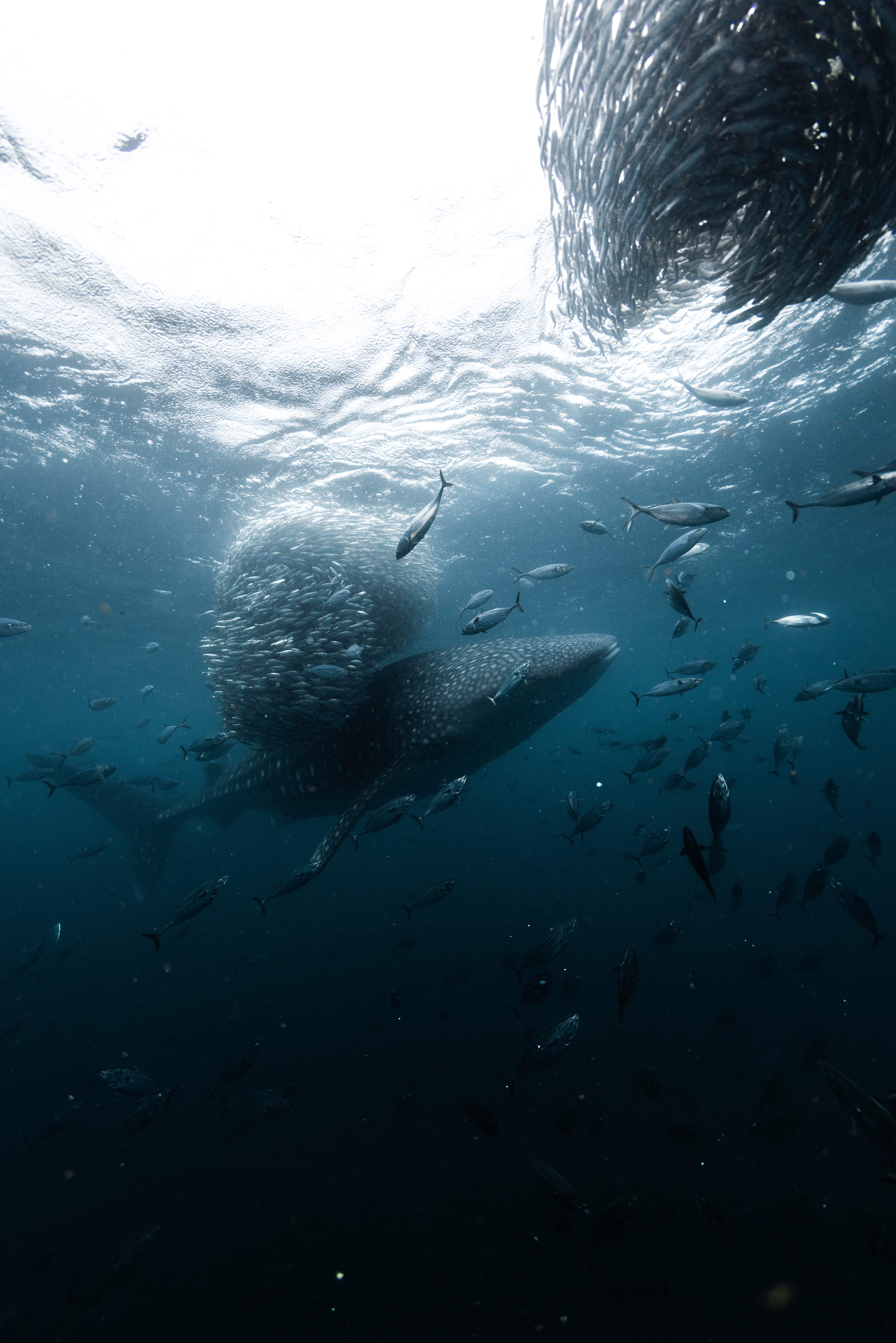 Tiburón ballena en Colombia