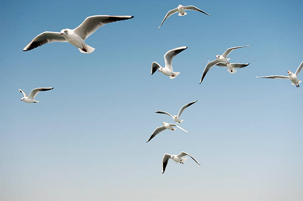 Las gaviotas eligen qué comer observando lo que comen los humanos