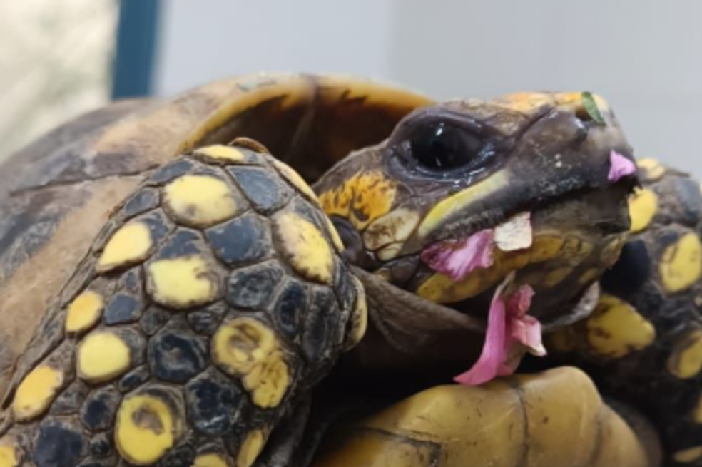 Más de 400 animales rescatados en Risaralda regresaron a su hábitat natural en Casanare