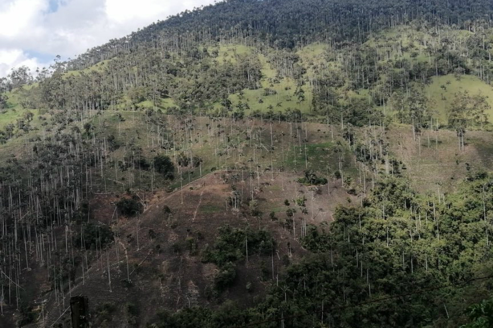 Denuncian intervención de bosques de palma de cera para sembrar arracacha