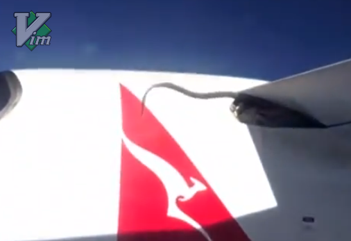 Una serpiente de 3 metros voló en el ala de un avión