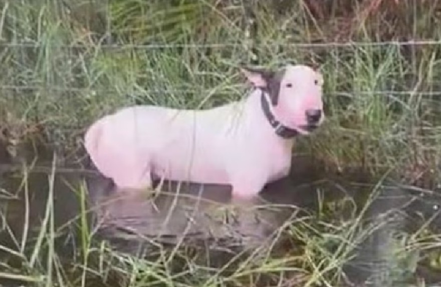 Perro encadenado durante huracán inspira nueva ley contra el maltrato en Florida