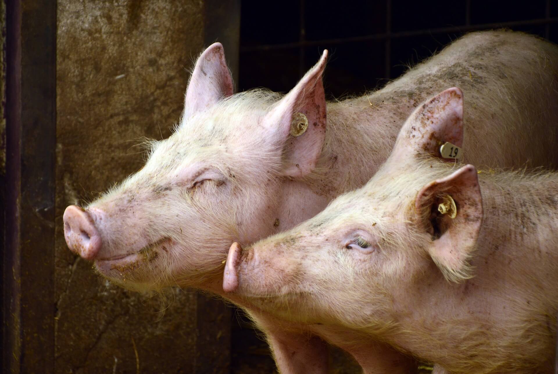 Porcinos no podrán entrar a Agroexpo, para evitar la enfermedad conocida como «peste africana»