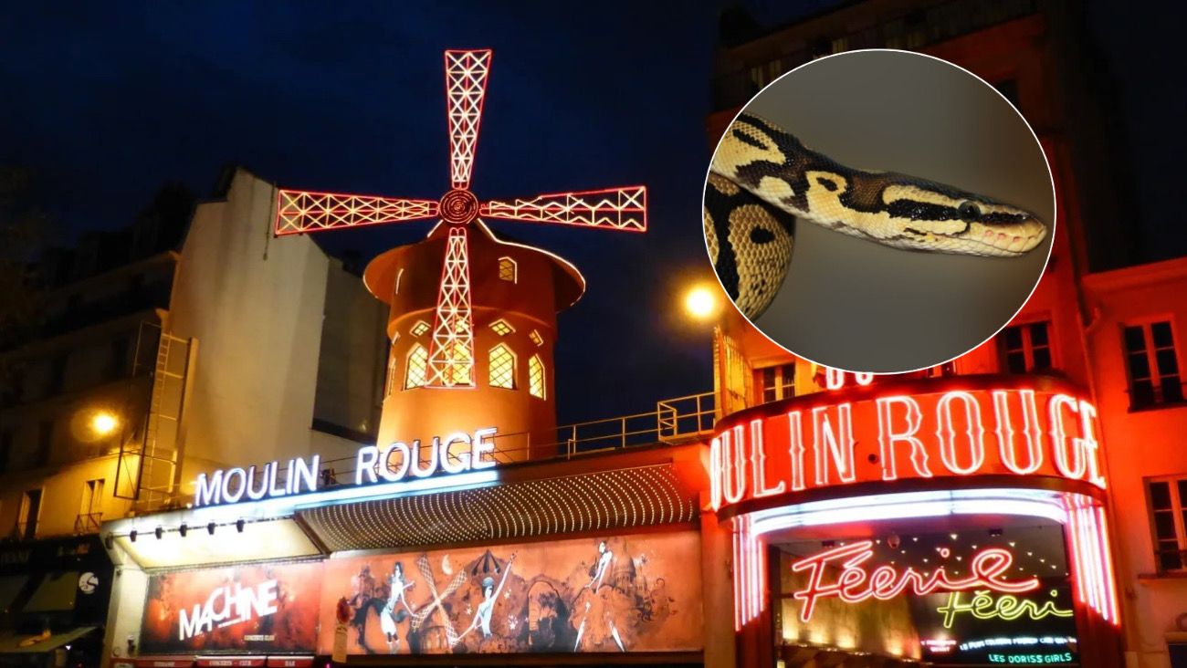 El cabaré Moulin Rouge, en París, dejará de hacer shows en vivo con serpientes