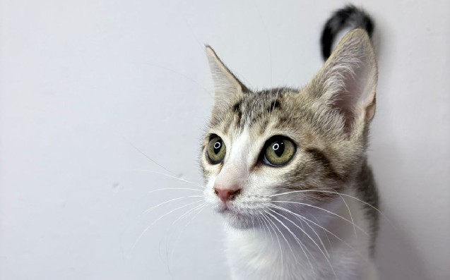 Gatos y bebés: consejos para una convivencia saludable y armoniosa